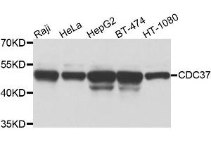 Western blot analysis of extracts of various cell lines, using CDC37 antibody (ABIN5975870) at 1/1000 dilution. (CDC37 Antikörper)
