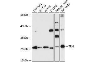 Western blot analysis of extracts of various cell lines, using TRH antibody (ABIN7270826) at 1:3000 dilution. (TRH Antikörper  (AA 100-200))