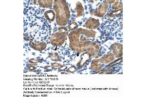 Human kidney (GRIK2 Antikörper  (N-Term))