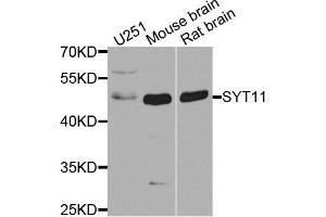 Western blot analysis of extracts of various cell lines, using SYT11 antibody. (SYT11 Antikörper  (AA 37-200))