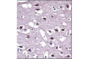 Immunohistochemistry analysis in formalin fixed and paraffin embedded human brain tissue reacted with OPRM1 Antibody (Center) followed which was peroxidase conjugated to the secondary antibody and followed by DAB staining. (Mu Opioid Receptor 1 Antikörper  (Middle Region))