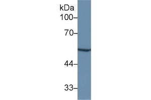 Western Blotting (WB) image for anti-Matrix Metallopeptidase 12 (Macrophage Elastase) (MMP12) (AA 100-286) antibody (ABIN7437821)