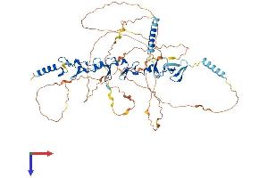 LPP Protein (AA 1-612) (His tag)