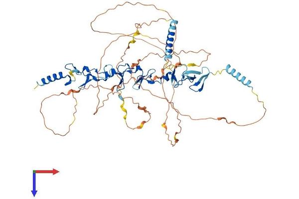 LPP Protein (AA 1-612) (His tag)