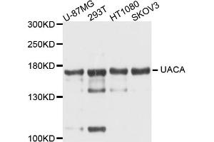 Western blot analysis of extracts of various cell lines, using UACA antibody. (UACA Antikörper)
