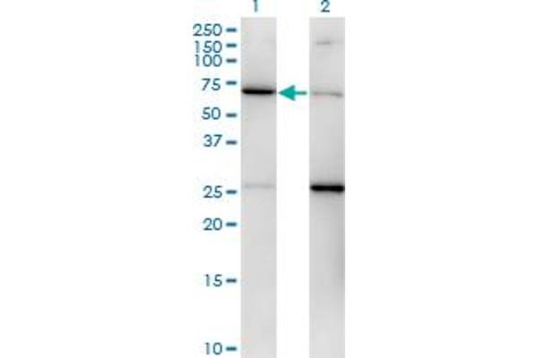 EIF2S3 Antikörper  (AA 383-472)
