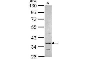 WB Image Sample (30 ug of whole cell lysate) A: Hep G2 , 10% SDS PAGE PRPS2 antibody antibody diluted at 1:1000 (PRPS2 Antikörper)