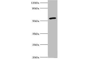 Western blot All lanes: Cytochrome P450 2F1 antibody at 8 μg/mL + A549 whole cell lysate Secondary Goat polyclonal to rabbit IgG at 1/10000 dilution Predicted band size: 56, 37 kDa Observed band size: 56 kDa (CYP2F1 Antikörper  (AA 100-290))