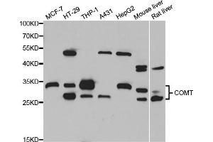Western blot analysis of extracts of various cell lines, using COMT antibody (ABIN5973647) at 1/1000 dilution. (COMT Antikörper)