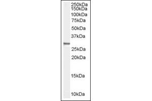 Image no. 1 for anti-Syndecan Binding Protein (Syntenin) (SDCBP) (N-Term) antibody (ABIN374747) (SDCBP Antikörper  (N-Term))
