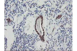 Image no. 7 for anti-RNA Binding Protein with Multiple Splicing (RBPMS) antibody (ABIN1500642) (RBPMS Antikörper)