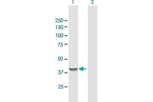 Western Blot analysis of GNA14 expression in transfected 293T cell line by GNA14 MaxPab polyclonal antibody.