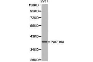 Western Blotting (WB) image for anti-Par-6 Partitioning Defective 6 Homolog alpha (PARD6A) antibody (ABIN1874031)