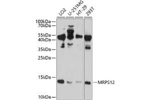 Western blot analysis of extracts of various cell lines, using MRPS12 antibody  at 1:1000 dilution. (MRPS12 Antikörper  (AA 30-138))