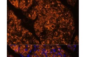 Immunofluorescence analysis of Rat pancreas using SERPINI2 Polyclonal Antibody at dilution of 1:100 (40x lens). (SERPINI2 Antikörper)