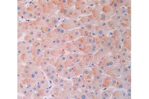 IHC-P analysis of liver tissue, with DAB staining. (LGALS9B Antikörper  (AA 17-148))