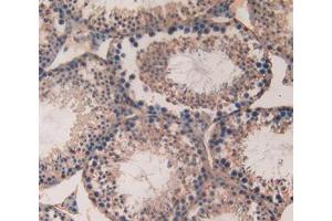 Used in DAB staining on fromalin fixed paraffin- embedded testis tissue (SPTAN1 Antikörper  (AA 402-599))