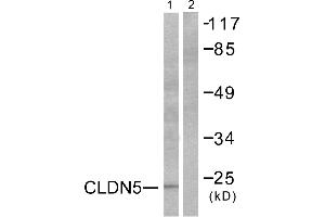 Western blot analysis of extracts from A549 cells, using Claudin 5 antibody (#C0145). (Claudin 5 Antikörper)