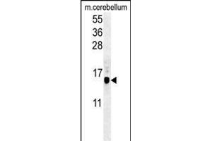 G8b (M1LC3B)-T93/Y99 1802f western blot analysis in mouse cerebellum tissue lysates (35 μg/lane). (APG8b (AA 74-106) Antikörper)