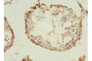 Immunohistochemistry of paraffin-embedded human testis tissue using ABIN7143242 at dilution of 1:100 (ACOT9 Antikörper  (AA 1-212))