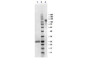 SDS-PAGE results of Goat F(ab')2 Anti-Human IgG F(ab')2 Antibody. (Ziege anti-Human IgG (F(ab')2 Region) Antikörper - Preadsorbed)