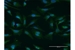 Immunofluorescence of purified MaxPab antibody to NUFIP1 on HeLa cell. (NUFIP1 Antikörper  (AA 1-276))