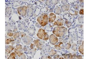 Immunoperoxidase of monoclonal antibody to GNPNAT1 on formalin-fixed paraffin-embedded human salivary gland. (GNPNAT1 Antikörper  (AA 1-90))