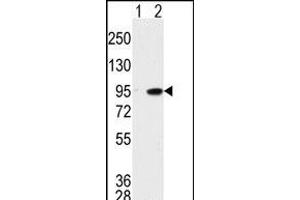 MAK antibody  (C-Term)