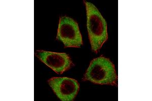 Fluorescent image of A549 cell stained with CSRNP2 Antibody (C-term) (ABIN657400 and ABIN2846440).