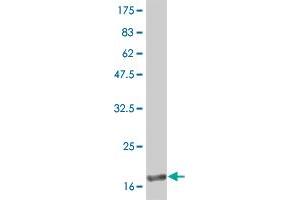 Western Blot detection against Immunogen (19. (IFNA2 Antikörper  (AA 24-188))