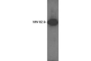 Image no. 1 for anti-Lipid Phosphate Phosphatase-Related Protein Type 4 (LPPR4) antibody (ABIN793624)