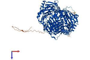 IDE Protein (AA 1-1019) (His tag)