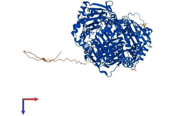 IDE Protein (AA 1-1019) (His tag)