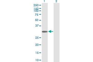 Western Blot analysis of TRH expression in transfected 293T cell line by TRH MaxPab polyclonal antibody.