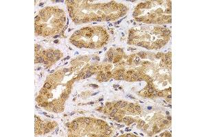 Immunohistochemistry of paraffin-embedded human kidney using ANAPC5 antibody at dilution of 1:100 (x400 lens). (ANAPC5 Antikörper)