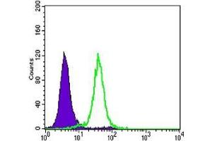 FC analysis of Hela cells using CDH1 antibody (green) and negative control (purple). (E-cadherin Antikörper)