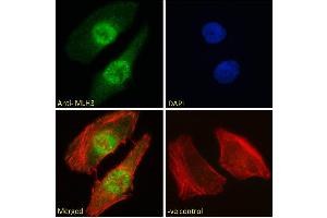 ABIN184792 Immunofluorescence analysis of paraformaldehyde fixed HeLa cells, permeabilized with 0. (MLH3 Antikörper  (C-Term))