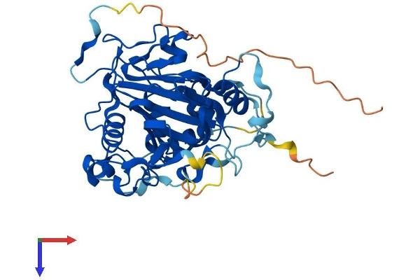 ALKBH1 Protein (AA 1-389) (His tag)