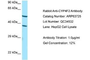 Western Blotting (WB) image for anti-Cytochrome P450, Family 4, Subfamily F, Polypeptide 2 (CYP4F2) (C-Term) antibody (ABIN2789601) (CYP4F2 Antikörper  (C-Term))