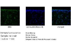 Immunofluorescence (IF) image for anti-Embryonic Ectoderm Development (EED) (N-Term) antibody (ABIN2776407)