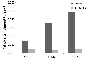 Chromatin immunoprecipitation analysis of extracts of Mouse testis, using Prdm9 antibody (ABIN7269502) and rabbit IgG. (PRDM9 Antikörper)