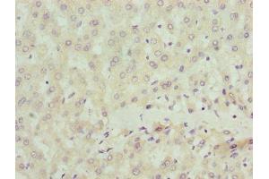 Immunohistochemistry of paraffin-embedded human liver tissue using ABIN7169907 at dilution of 1:100 (Sclt1 Antikörper  (AA 1-79))