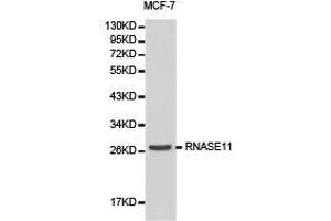 Western Blotting (WB) image for anti-Ribonuclease, RNase A Family, 11 (Non-Active) (RNASE11) antibody (ABIN1874613) (RNASE11 Antikörper)