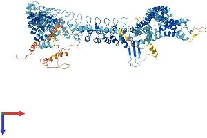 TRPA1 Protein (AA 1-1125) (His tag)