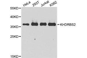 Western blot analysis of extracts of various cell lines, using KHDRBS2 antibody. (KHDRBS2 Antikörper  (C-Term))