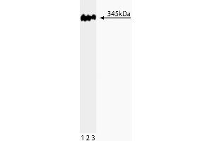 Western blot analysis of 53BP1 on a HeLa lysate.