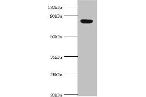Western blot All lanes: Aryl hydrocarbon receptor nuclear translocator 2 antibody at 4 μg/mL + Hela whole cell lysate Secondary Goat polyclonal to rabbit IgG at 1/10000 dilution Predicted band size: 79, 78 kDa Observed band size: 79 kDa (ARNT2 Antikörper  (AA 440-690))