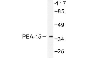Image no. 1 for anti-phosphoprotein Enriched in Astrocytes 15 (PEA15) antibody (ABIN272058) (PEA15 Antikörper)