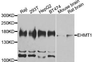 Western blot analysis of extracts of various cell lines, using EHMT1 antibody. (EHMT1 Antikörper)