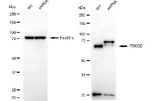 Western blotting analysis using PRKCD antibody (ABIN7799994).